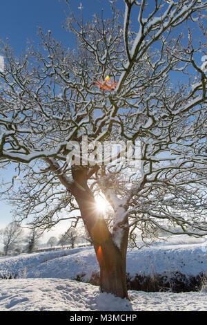 Dorf von Coddington, England. Silhouetted, schneereiche Winter Blick auf eine Eiche in einer Weide- Feld, in ländlichen Cheshire. Stockfoto