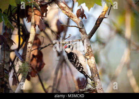 Downy Woodpecker Picoides pubescens Sitzstangen auf einem Baum an der Corkscrew Swamp Sanctuary von Naples, Florida Stockfoto