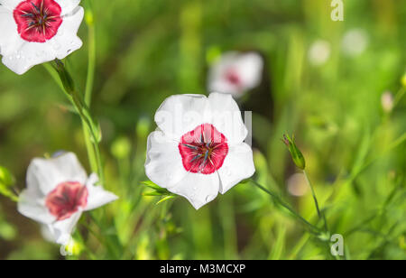 Weiß Flachs Blumen im Garten. Linum grandiflorum. Stockfoto