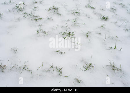 Grünes Gras, mit dem ersten Schnee im Park im Winter abgedeckt. Stockfoto