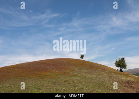 Marokko hill Bunte rote Blumen Bäume kid wallpaper Stockfoto