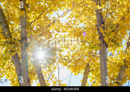 Herbst Farbe gelb Ginkgoblätter in Los Angeles Stockfoto
