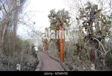 Riesige Pflanzen von Opuntia oder Feigenkaktus (Opuntia echios var. gigantea) wachsen in der ariden Zone von Santa Cruz unter dornige Sträucher durch die gepflasterte Weg Zu Stockfoto