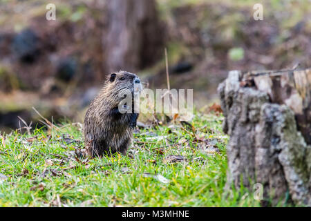 Kleine Jungen neugierig nutrias stehen auf zwei Beinen und um. In der Nähe des Wassers in ihrer natürlichen Umgebung. Auch als Nutria und Myocastor coyp bekannt Stockfoto
