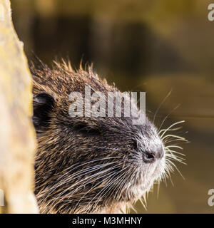 Kleine neugierige Nutrias, Ansicht von hinter dem Stein. Wasser Tier auch als Fluss Ratte oder nutria Myocastor oder nutria bekannt. Stockfoto