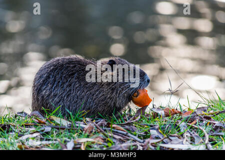 Kleine Jungen Nutrias essen eine Karotte. Im Hintergrund ist ein Fluss. Natürliche Umgebung. Auch als nutria oder nutria Myocastor bekannt. Stockfoto