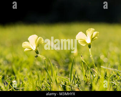 Schöne Makroaufnahme von Oxalis corniculata Blüte Los Angeles Stockfoto