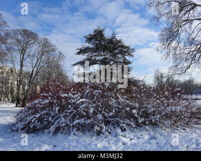 Pine Tree inmitten der roten Farbe Sträucher in Schnee und geschwollene weiße Wolken im blauen Himmel Hintergrund Stockfoto