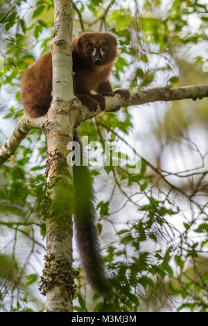 Red-bellied Lemur - Eulemur rubriventer, Regenwald Madagaskar Ostküste. Cute Primas. Madagaskar endemite. Stockfoto