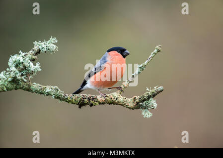 Männliche Gimpel (Pyrrhula pyrrhula) auf einem Ast sitzend Stockfoto