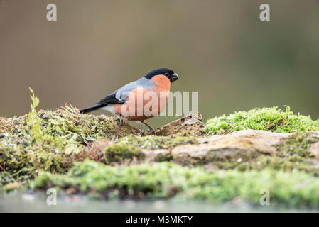 Männliche Gimpel (Pyrrhula pyrrhula) Futter für die Samen auf die Erde. Stockfoto