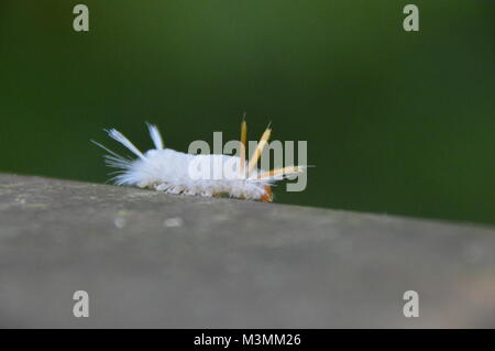 Eine weiße pingelig Caterpillar mit gelben Hörnern auf dem Kopf und weißen Hörner auf dem Schwanz. Es geht auf eine Brücke, aber Sie können die Brücke nicht sehen. Stockfoto