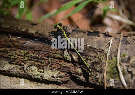 Eine grüne und schwarze Libelle auf mit einigen greenage im Hintergrund des Bildes. Stockfoto