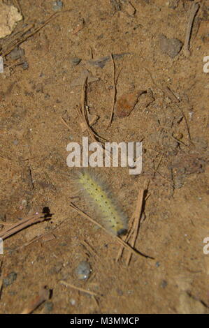 Ein gelber Caterpillar mit blonden Spitzen ll über seinen Rücken. Dieses Bild ist mit Laub und Schmutz im Hintergrund (auf dem Boden). Stockfoto