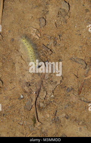 Ein gelber Caterpillar mit blonden Spitzen ll über seinen Rücken. Dieses Bild ist mit Laub und Schmutz im Hintergrund (auf dem Boden). Stockfoto