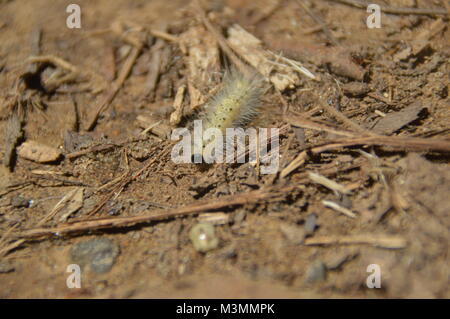 Ein gelber Caterpillar mit blonden Spitzen ll über seinen Rücken. Dieses Bild ist mit Laub und Schmutz im Hintergrund (auf dem Boden). Stockfoto