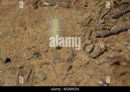 Ein gelber Caterpillar mit blonden Spitzen ll über seinen Rücken. Dieses Bild ist mit Laub und Schmutz im Hintergrund (auf dem Boden). Stockfoto