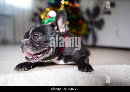 Eine Französische Bulldogge Hund streckte seine Zunge in der Nähe der Weihnachtsbaum Stockfoto