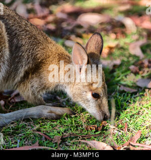 In Australien natuarl Park in der Nähe von Kangaroo in der Nähe von Bush Stockfoto