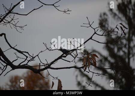 Vogel Silhouetten in York Pennsylvania im Herbst Stockfoto