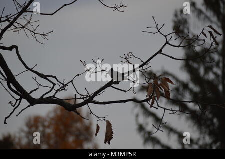 Vogel Silhouetten in York Pennsylvania im Herbst Stockfoto