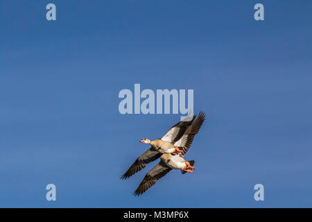 Flying Nilgänse Stockfoto