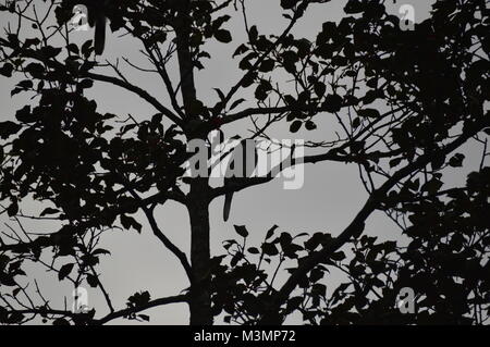 Vogel Silhouetten in York Pennsylvania im Herbst Stockfoto