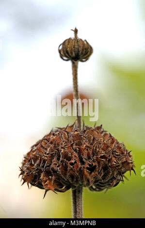 Leer Blume Quirl eines Jerusalem Salbei Stockfoto