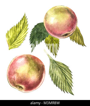 Sammlung von hoch detaillierten hand Äpfel gezeichnet. Aquarell botanischer Illustration auf weißem Hintergrund. Stockfoto