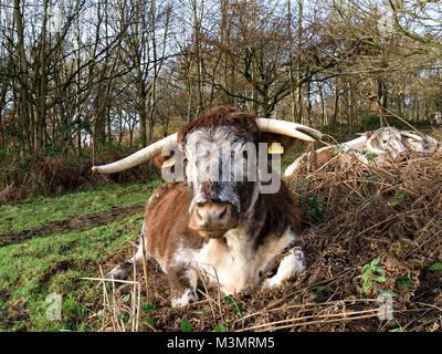 English Longhorn Kuh, UK Stockfoto