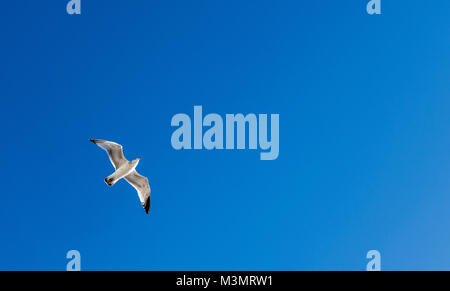 Silbermöwe Fliegende gegen einen klaren blauen Himmel Stockfoto