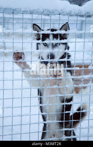 Husky durch Bars Schnee Kennel, Kiruna, Schweden Stockfoto