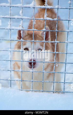 Husky durch Bars Schnee Kennel, Kiruna, Schweden Stockfoto