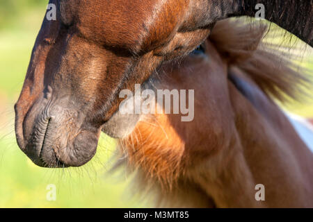 Shetland pony, Skauvika, Bodø Kommune, Norwegen Stockfoto