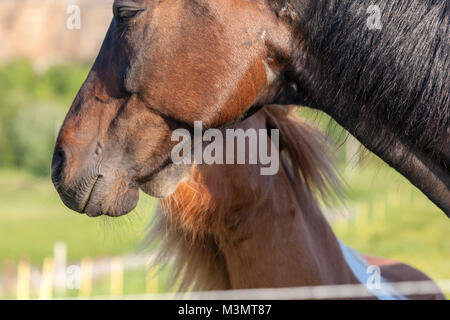 Shetland pony, Skauvika, Bodø Kommune, Norwegen Stockfoto