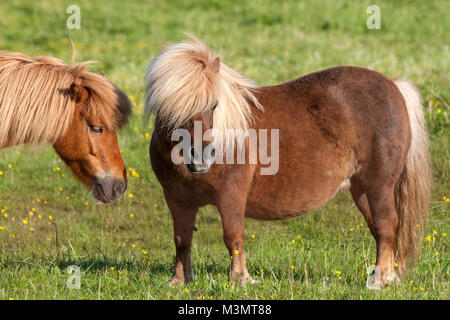 Shetland pony, Skauvika, Bodø Kommune, Norwegen Stockfoto