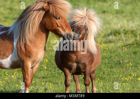 Shetland Ponys küssen, Skauvika, Bodø Kommune, Norwegen Stockfoto