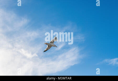 Silbermöwe fliegende Overhead vor einem blauen Himmel mit weißen Wolken Stockfoto