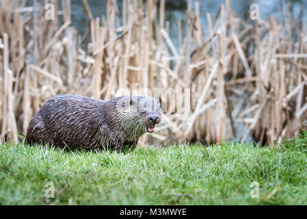 Fischotter (Lutra Lutra) Essen in der Nähe von Wasser Stockfoto