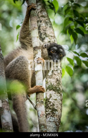 Brauner Lemur, Madagaskar Stockfoto
