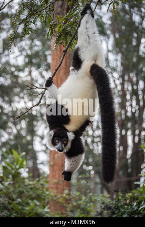 Schwarz und weiß Ruffed Lemur (Varecia Variegata), Madagaskar Stockfoto