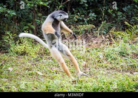 Diademed Sifaka Tanzen (Propithecus diadema) Lemur, Madagaskar Stockfoto