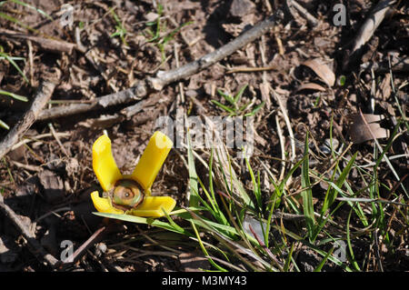 Leere Shotgun Shell sieht aus wie eine gelbe Blume auf dem Boden Stockfoto