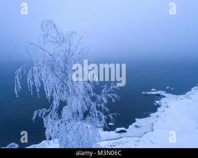 Frost bedeckt Birke gegen nebligen Meer und verschneite Küste Stockfoto