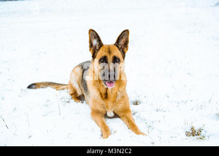 Deutscher Schäferhund Hund im Schnee liegen. Stockfoto