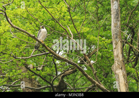 Männlichen Wanderfalken thront im Baum, Mitte - Wales, Großbritannien. Stockfoto