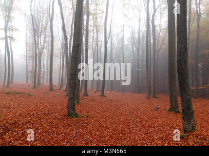 Buchenholz Voderady - große Buche Wald mit seltenen Pflanzen- und Tierarten. Stockfoto