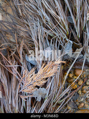 Frost bedeckt Gras und Wacholder in Brauntönen im Yosemite National Park, Kalifornien Stockfoto