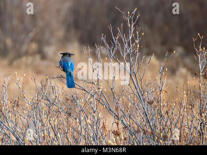 Die einzigen Stellar Blue Jay auf Niederlassung im Yosemite National Park, Kalifornien Stockfoto