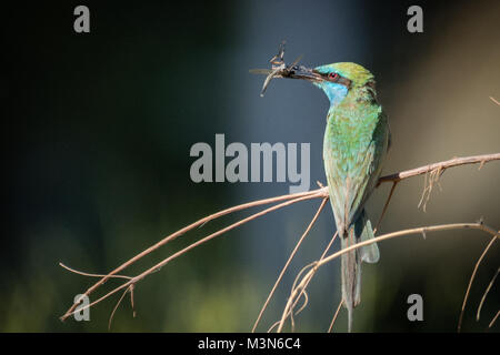 Biene-Esser mit Fang Stockfoto